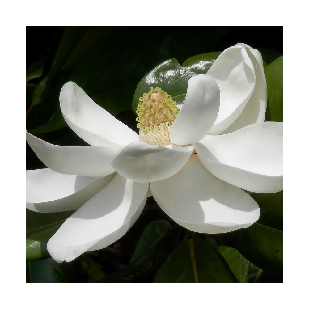 Magnolia à grandes fleurs grandiflora ferruginea