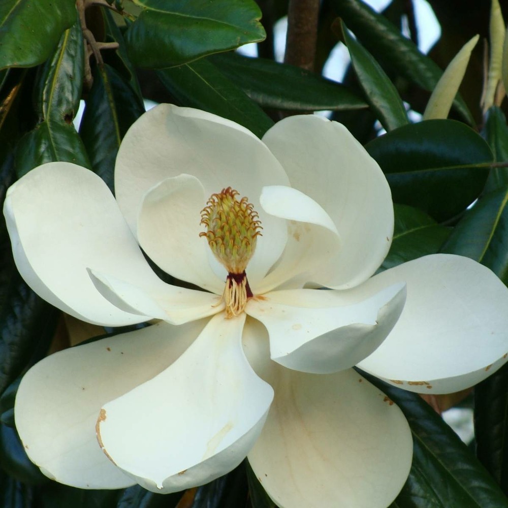 Magnolia à grandes fleurs  grandiflora double nantais