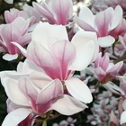 Magnolia de chine, magnolia de soulange soulangiana