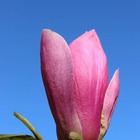 Magnolia de chine, magnolia de soulange soulangiana rustica rubra