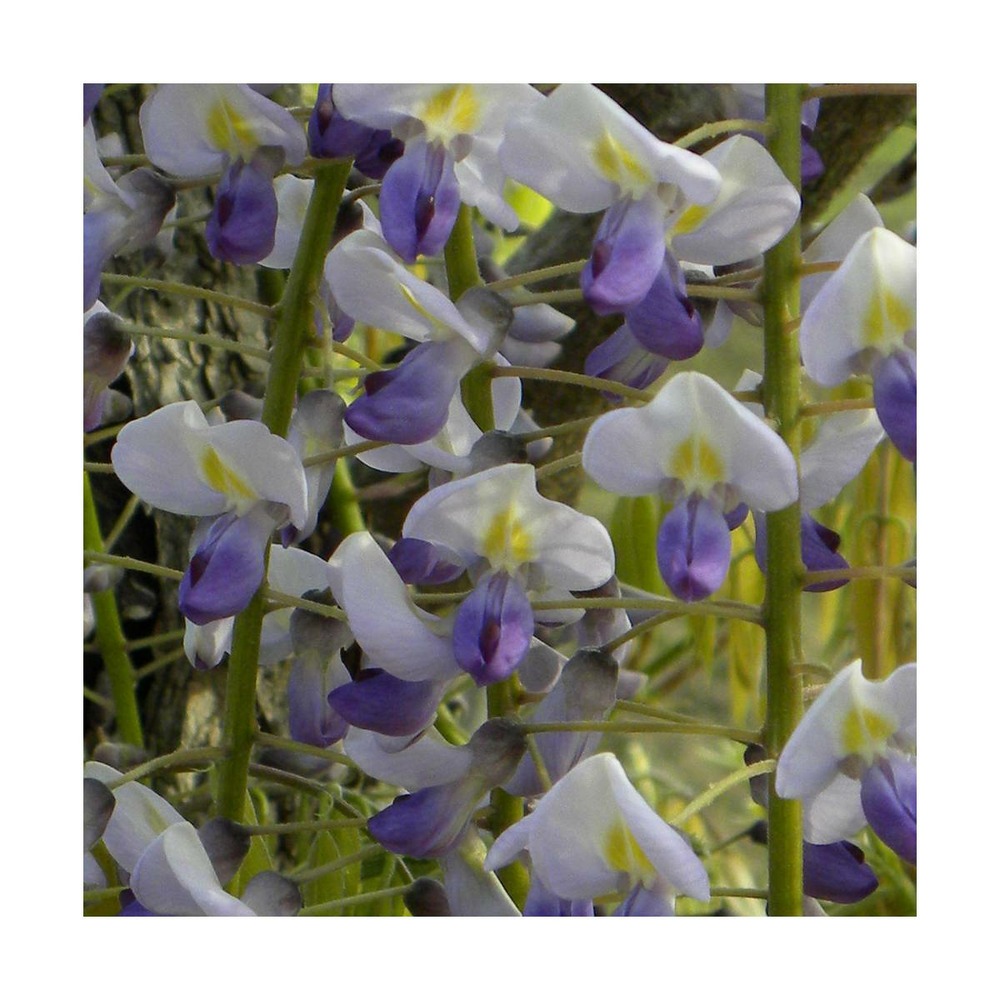 Glycine du japon floribunda cascade/wisteria floribunda cascade[-]pot de 1,5l - tuteur bambou 30/60 cm