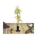 Glycine du japon floribunda domino/wisteria floribunda domino[-]pot de 3l - echelle bambou 60/120 cm
