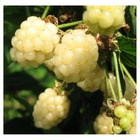 Mûre fruticosus polar berry™/rubus fruticosus polar berry™[-]pot de 1,5l - tuteur bambou 30/60 cm
