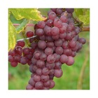 Vigne vinifera chasselas rosé/vitis vinifera chasselas rosé[-]pot de 3l - 60/120 cm