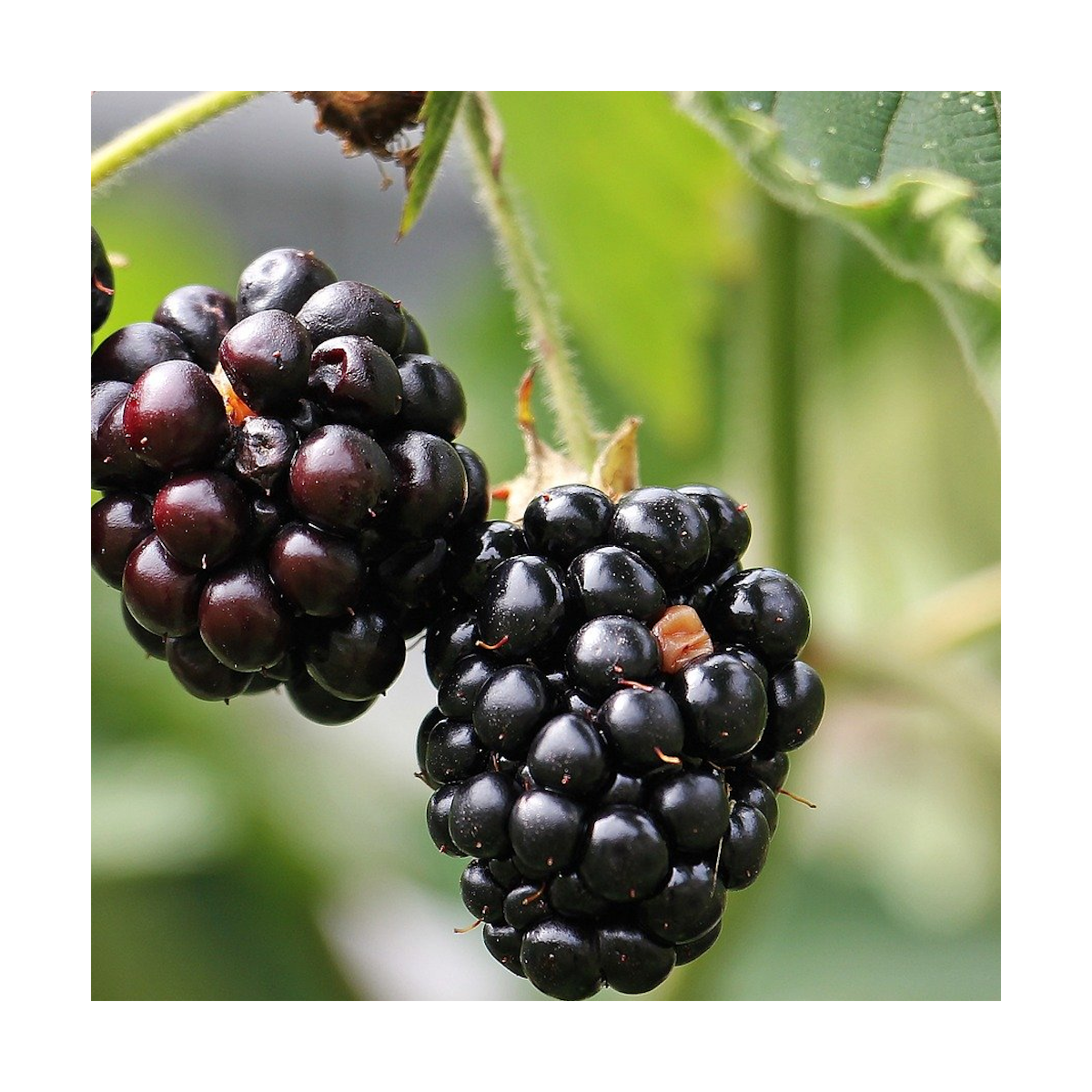 Mûre fruticosus black satin/rubus fruticosus black satin[-]pot de 1,5l - tuteur bambou 30/60 cm