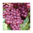 Vigne fraise/vitis labrusca x vinifera fragola[-]godet - 5/20 cm