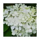 Hortensia paniculata magical® mont blanc 'kolmamon'/hydrangea paniculata magical® mont blanc 'kolmamon'[-]pot de 7,5l - 40/60 cm
