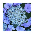 Hortensia macrophylla blaumeise/hydrangea macrophylla blaumeise[-]pot de 3l - 20/40 cm