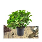 Hortensia macrophylla tricolor/hydrangea macrophylla tricolor[-]pot de 4l - 40/60 cm