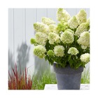 Hortensia paniculata skyfall® 'frenne'/hydrangea paniculata skyfall® 'frenne'[-]pot de 4l - 40/60 cm