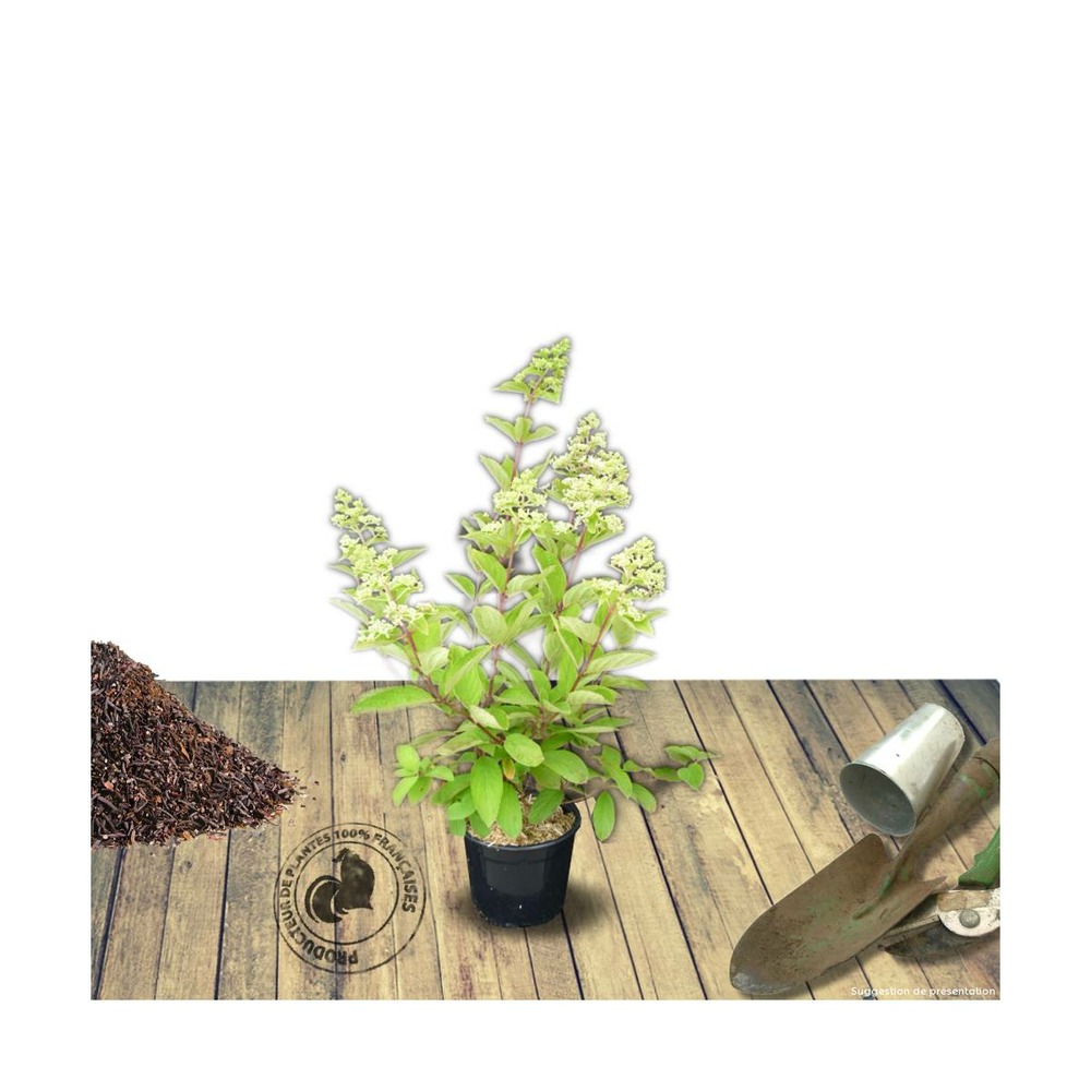 Hortensia paniculata great star® 'le vasterival'/hydrangea paniculata great star® 'le vasterival'[-]pot de 4l - 40/60 cm