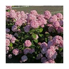 Hortensia de virginie arborescens magical® pinkerbell 'kolpinbel'/hydrangea arborescens magical® pinkerbell 'kolpinbel'[-]pot de 7,5