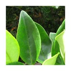 Troène du japon japonicum coriaceum