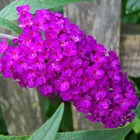 Arbre aux papillons davidii nanho purple/buddleja davidii 'nanho purple'[-]godet - 5/20 cm