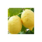 Citronnier limon/citrus limon[-]pot de 35l - 1/2 tige