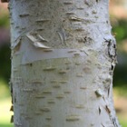 Bouleau verrucosa tristis/betula verrucosa 'tristis'[-]godet - 5/20 cm