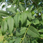 Frêne commun nain/fraxinus	excelsior nana[-]pot de 15l - tige 14/16