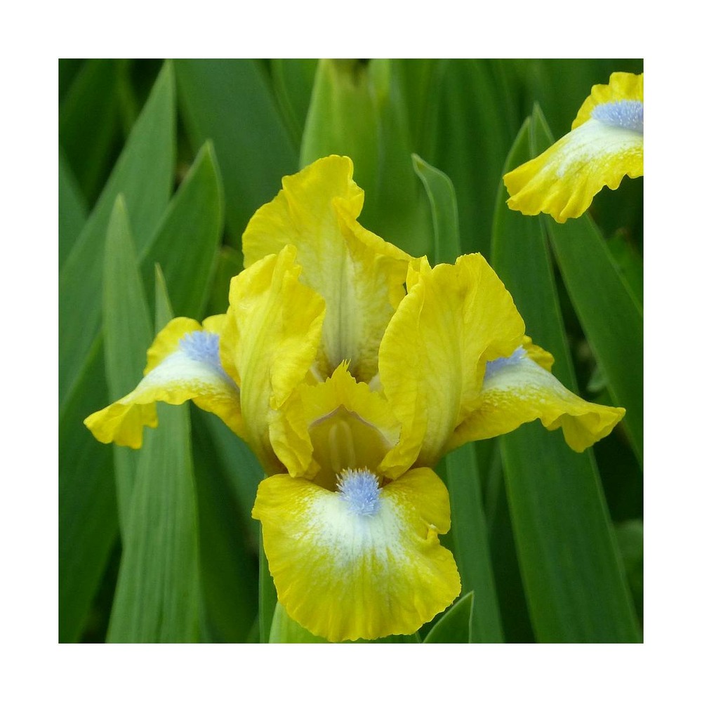 Iris des jardins granada gold/iris germanica granada gold[-]godet