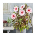 Hibiscus des marais carousel® pink candy 'tahi12'/hibiscus moscheutos carousel® pink candy 'tahi12'[-]pot de 4l - 40/60 cm