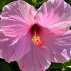 Hibiscus des marais moscheutos rose clair/hibiscus moscheutos rose clair[-]pot de 3l - 40/60 cm