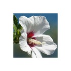 Hibiscus syriacus red heart/hibiscus syriacus red heart[-]pot de 7,5l - 60/80 cm