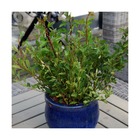 Physocarpe à feuilles d'obier little greeny® 'hoogi043'/physocarpus opulifoliuslittle greeny® 'hoogi043'[-]pot de 3l - 40/60 cm