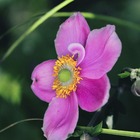 Anémone du japon  hupehensis splendens/anemone hupehensis 'splendens'[-]lot de 3 godets
