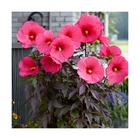 Hibiscus des marais carousel® pink passion 'tahi16'/hibiscus moscheutos carousel® pink passion 'tahi16'[-]pot de 4l - 40/60 cm