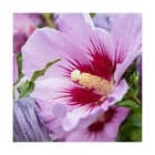 Hibiscus syriacus woodbridge/hibiscus syriacus woodbridge[-]pot de 7,5l - 60/80 cm