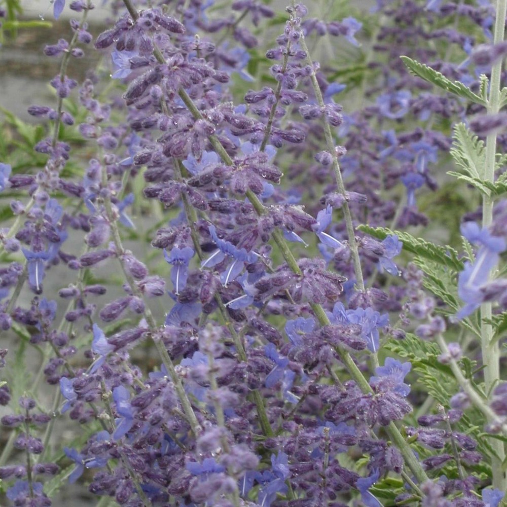 Lavande d'afghanistan atriplicifolia silvery blue