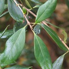 Osmanthe heterophyllus purpureus/osmanthus heterophyllus purpureus[-]pot de 3l - 40/60 cm