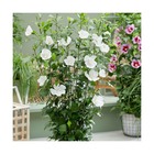 Hibiscus flower tower white® 'gandini van aart'/hibiscus syriacus syriacus flower tower white® 'gandini van aart'[-]pot de 4l - 40/6
