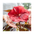 Hibiscus des marais carousel® 'red wine'/hibiscus moscheutos carousel® 'red wine'[-]pot de 4l - 40/60 cm