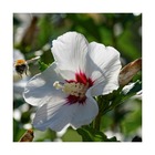 Hibiscus syriacus sup'heart® 'minomb'/hibiscus syriacus sup'heart® 'minomb'[-]pot de 10l - 60/80 cm