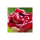 Hibiscus syriacus french cabaret® red 'mindour1'/hibiscus syriacus french cabaret® red 'mindour1'[-]pot de 7,5l - 60/80 cm