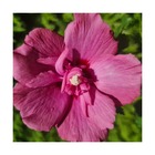 Hibiscus flower tower ruby® 'gandini van aart ruby'/hibiscus syriacus flower tower ruby® 'gandini van aart ruby'[-]pot de 4l - 40/60