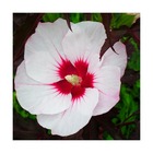 Hibiscus des marais carousel® jolly heart 'tahi56'/hibiscus moscheutos carousel® jolly heart 'tahi56'[-]pot de 4l - 40/60 cm