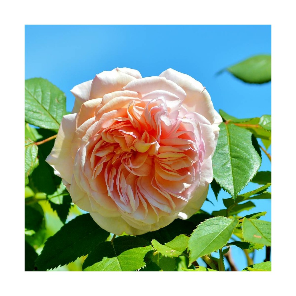 Rosier arbustif amélie nothomb® 'delathom'/rosa floribunda amélie nothomb® 'delathom'[-]racines nues