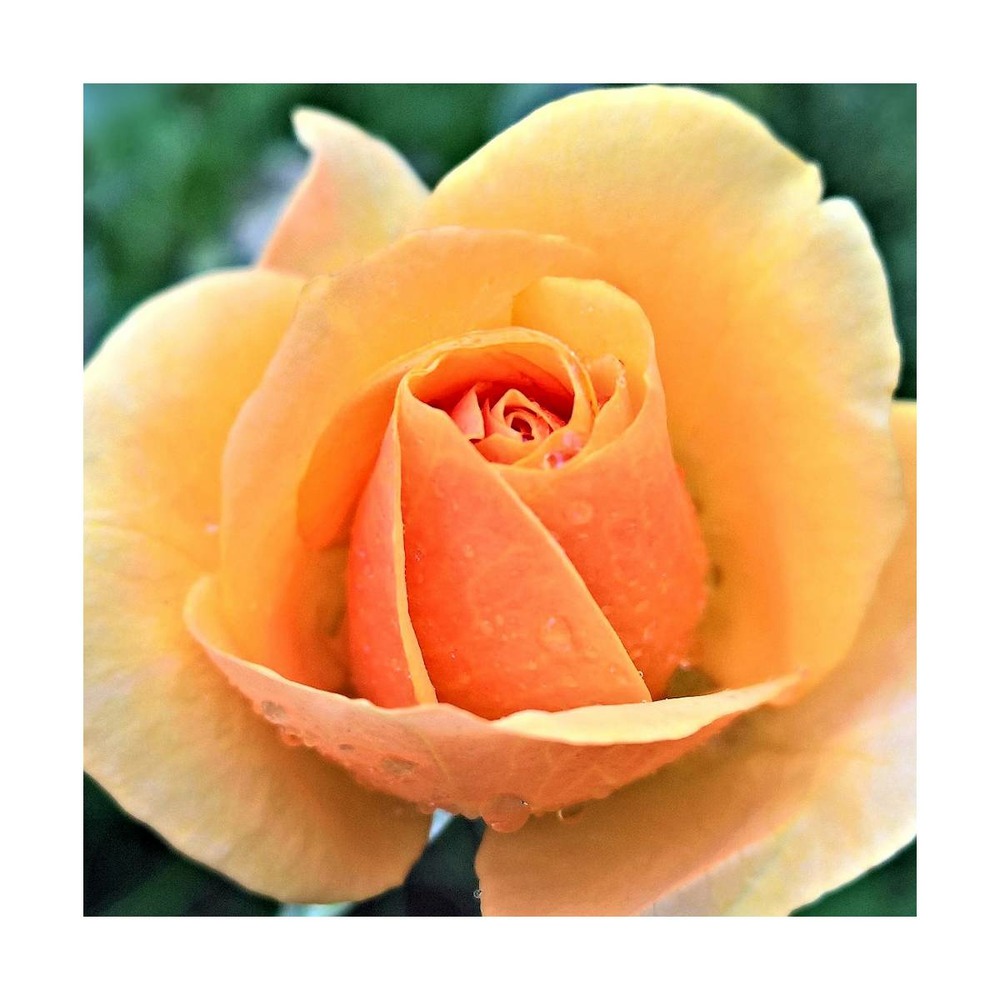 Rosier arbustif abricot® 'delbora'/rosa polyantha abricot® 'delbora'[-]racines nues