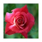 Rosier grimpant red parfum® 'everepra'/rosa grimpant red parfum® 'everepra'[-]pot de 5l