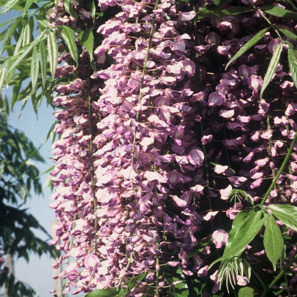 Glycine du japon floribunda royal purple
