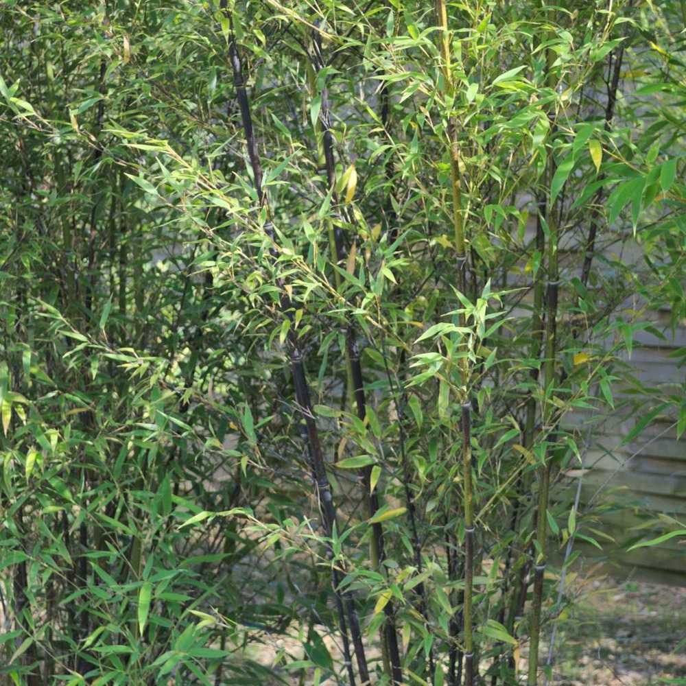 Bambou noir nigra/phyllostachys nigra[-]pot de 15l - 150/200