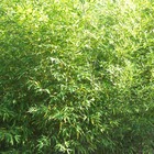 Bambou doré aurea/phyllostachys aurea[-]pot de 30l - 250/300 cm