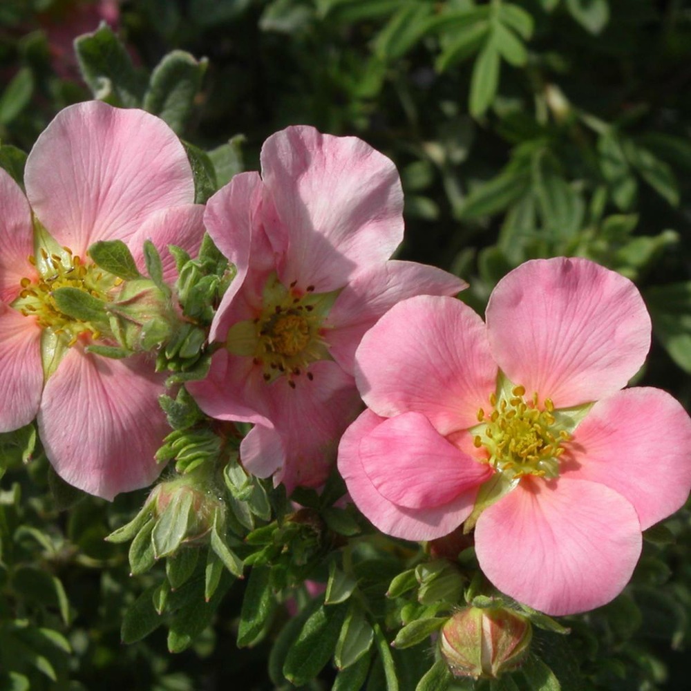 Potentille Fruticosa New Dawn/potentilla Fruticosa New Dawn[-]godet - 5 ...