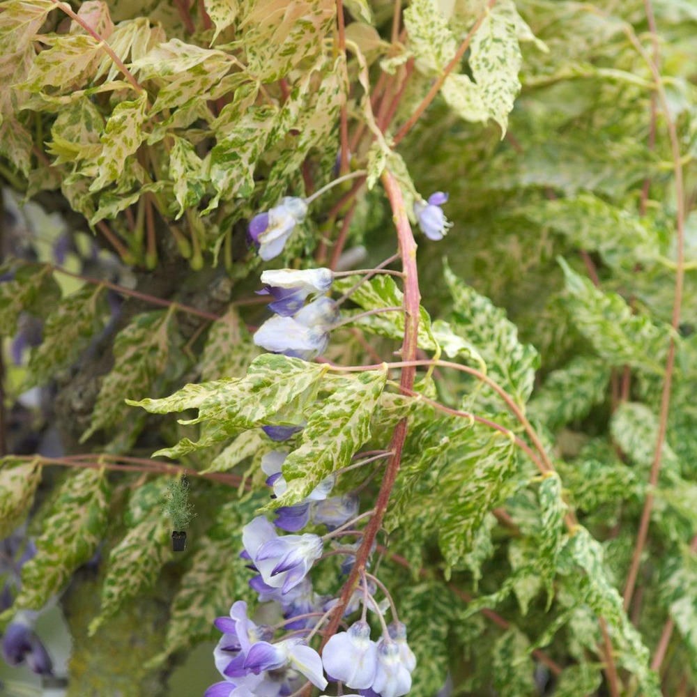 Glycine du japon floribunda variegata/wisteria floribunda variegata[-]pot de 3l - echelle bambou 60/120 cm