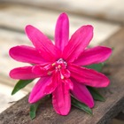 Passiflore insignis pink passion®/passiflora insignis pink passion®[-]pot de 3l - echelle bambou 60/120 cm