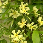 Jasmin étoilé asiaticum/trachelospermum asiaticum[-]pot de 3l - echelle bambou 60/120 cm