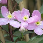 Clématite montana fragrant spring/clematis montana fragrant spring[-]pot de 2l