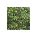 Hortensia serratifolia/hydrangea serratifolia[-]godet - 5/10 cm