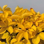 Vigne vierge quinquefolia yellow wall®/parthenocissus quinquefolia yellow wall®[-]pot de 3l - echelle bambou 60/120 cm
